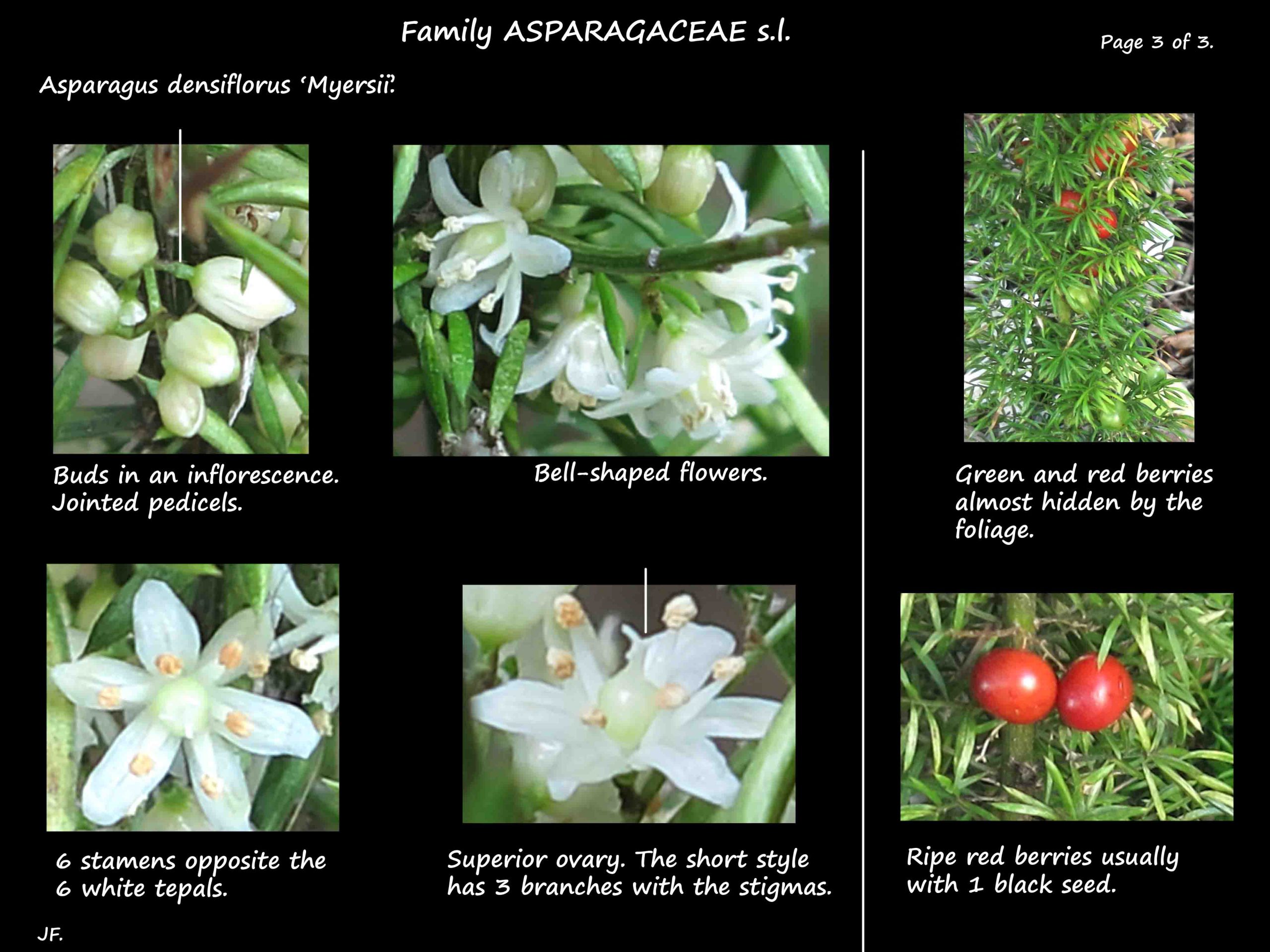 3 Asparagus densiflorus flowers & fruit